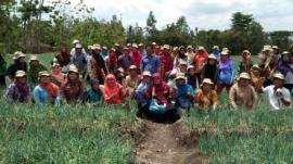 Pelatihan Bersama di Kebun Bawang Merah Ngudi Mulyo Gobeh